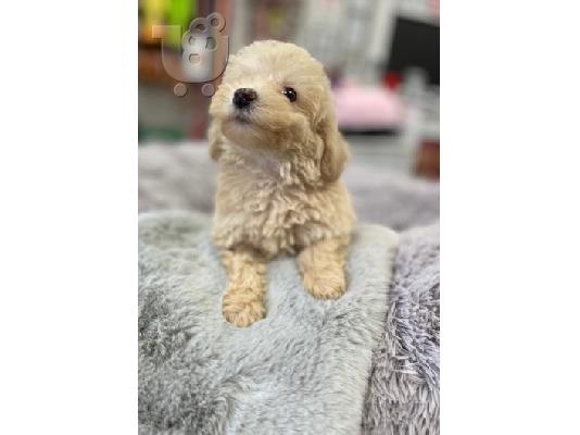 PoulaTo: Poodle mini cream - Κανίς μίνι μέγεθος κρεμ χρώμα